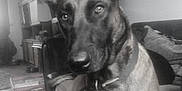 Leo joined the competition — help win amazing prizes! dog, indoor, pet, furniture, clock, cushions, collar, ears, floor, home, living_room, carpet, canine, portrait, animal, black_and_white, close_up, domestic, watch, room