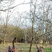Leo joined the competition — help win amazing prizes! dog, running, forest, path, trees, leaves, outdoor, nature, animal, canine, happy, tongue_out, brown_dog, brindle_dog, bare_trees, daylight, grass, trail, pets, playful