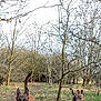 dog, running, forest, path, trees, leaves, outdoor, nature, animal, canine, happy, tongue_out, brown_dog, brindle_dog, bare_trees, daylight, grass, trail, pets, playful
