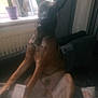 animal, brown_dog, canine, companion, couch, curious, dog, domestic, ears, furniture, furry, home, indoor, living_room, pet, plant, portrait, relaxed, sitting, window