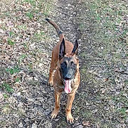 Leo is registered to the contest to win money with this photo: alert, belgian_malinois, brown_fur, canine, dirt, dog, forest_floor, happy, leaves, looking_at_camera, nature, outdoor, path, paws, pet, portrait, standing, tongue_out, trail, upright_ears