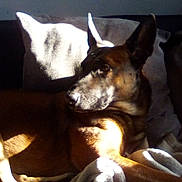 Leo is registered to the contest to win money with this photo: animal, blanket, brown_dog, canine, comfort, couch, cozy, dog, domestic, ears, fur, home, indoor, pet, portrait, relaxing, resting, shadow, soft, sunlight