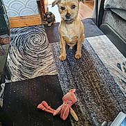 Zeus joined the competition — help win amazing prizes! dog, toy, plush_toy, rug, indoor, floor, doorway, figurine, brown_dog, curious, scruffy_dog, pet, animal, home, carpet, patterned_rug, pink_toy, decor, living_room, furniture