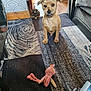 dog, toy, plush_toy, rug, indoor, floor, doorway, figurine, brown_dog, curious, scruffy_dog, pet, animal, home, carpet, patterned_rug, pink_toy, decor, living_room, furniture