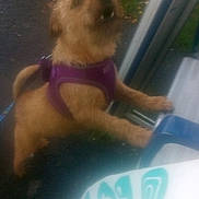 Zeus is registered to the contest to win money with this photo: bag, blurry, brown_fur, close_up, dog, door_frame, excited, grass, leash, looking_up, motion_blur, outdoors, pavement, paws, puppy, purple_harness, small_dog, teeth, window_frame, wiry_fur