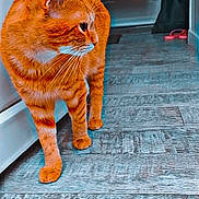 Prince a rejoint le concours — aidez-le/la à gagner de superbes lots ! cat, orange_tabby, pet, animal, indoor, wooden_floor, curious, walking, feline, whiskers, ears, door, hallway, slippers, towel, home, flooring, looking_sideways, domestic_animal, cozy