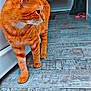 cat, orange_tabby, pet, animal, indoor, wooden_floor, curious, walking, feline, whiskers, ears, door, hallway, slippers, towel, home, flooring, looking_sideways, domestic_animal, cozy
