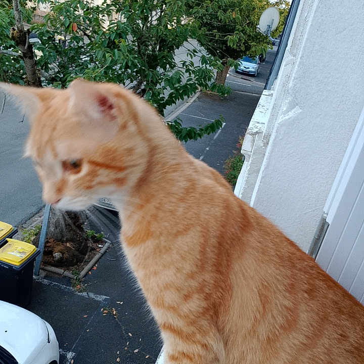 Prince a rejoint le concours — aidez-le/la à gagner de superbes lots ! balcony, building, car, cat, daylight, feline, nature, orange_tabby, outdoor, parking, pet, residential, roof, sidewalk, street, tree, urban, vehicle, wall, window