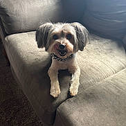 Bear Bernard joined the competition — help win amazing prizes! dog, pet, couch, furniture, indoor, small_dog, fur, animal, tongue_out, cute, collar, spiked_collar, sitting, looking, brown_fur, light, shadow, texture, carpet, cozy