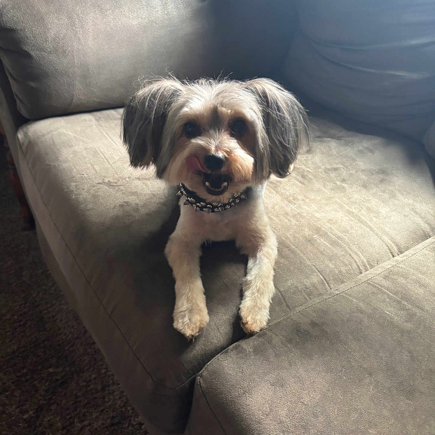 Bear Bernard joined the competition — help win amazing prizes! dog, pet, couch, furniture, indoor, small_dog, fur, animal, tongue_out, cute, collar, spiked_collar, sitting, looking, brown_fur, light, shadow, texture, carpet, cozy