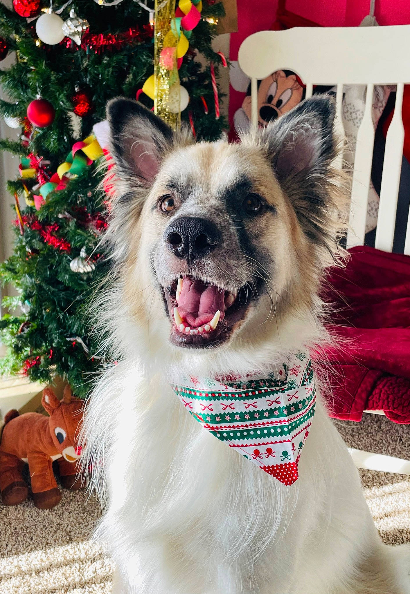 Einstein is registered to the contest to win money with this photo: canidae, carnivore, christmas_tree, collar, companion_dog, dog, dog_breed, dog_collar, dog_supply, event, fashion_accessory, fawn, fur, happy, holiday, leash, luggage_and_bags, snout, sporting_group, whiskers