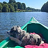 Always participe au concours pour gagner de l'argent avec cette photo : adventure, boating, calm_water, canoe, dog, fluffy_fur, gray_dog, green_boat, lake, landscape, nature, outdoor, pet, pink_blanket, scenic_view, summer, sunlight, travel, trees, water