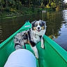 Always participe au concours pour gagner de l'argent avec cette photo : adventure, animal, australian_shepherd, blue_eyes, boat, canoe, dog, fluffy, forest, fur, kayak, life_jacket, nature, outdoors, pet, reflection, river, sitting, trees, water