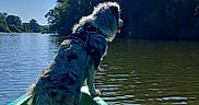 Always participe au concours pour gagner de l'argent avec cette photo : adventure, back_view, blanket, boating, canoe, dog, fluffy, lake, landscape, leash, life_jacket, long_hair, nature, outdoors, pet, sky, standing, sunlight, trees, water