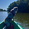 adventure, back_view, blanket, boating, canoe, dog, fluffy, lake, landscape, leash, life_jacket, long_hair, nature, outdoors, pet, sky, standing, sunlight, trees, water
