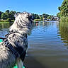 black_and_white, blue_sky, boat, dog, harness, kayaking, lake, landscape, long_hair, nature, outdoors, reflection, riverbank, shaggy_fur, sitting, summer, sunny, trees, water, waterfront