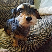 Dash is registered to the contest to win money with this photo: dog, small_dog, scruffy, beard, zebra_stripe, couch, cushion, indoor, pet, furry, animal, companion, curious, sitting, cozy, closeup, domestic, fur, snout, ears
