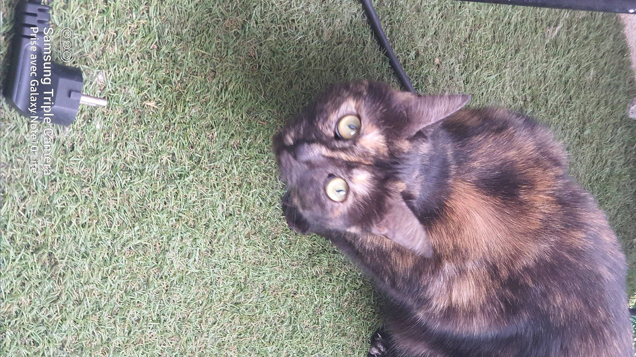 Minette a rejoint le concours — aidez-le/la à gagner de superbes lots ! black_cat, carnivore, cat, claw, dog_breed, domestic_short_haired_cat, felidae, fur, grass, liver, paw, small_to_medium_sized_cats, snout, tail, terrestrial_animal, whiskers