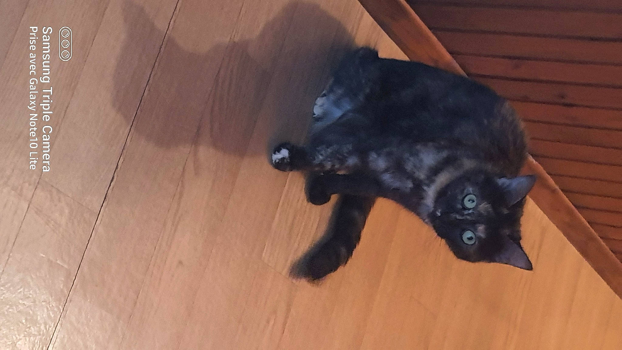 Ponpom a rejoint le concours — aidez-le/la à gagner de superbes lots ! black_cat, bombay, carnivore, cat, dog_breed, domestic_short_haired_cat, fawn, felidae, floor, flooring, fur, grey, hardwood, small_to_medium_sized_cats, snout, sporting_group, tail, whiskers, wood, wood_stain