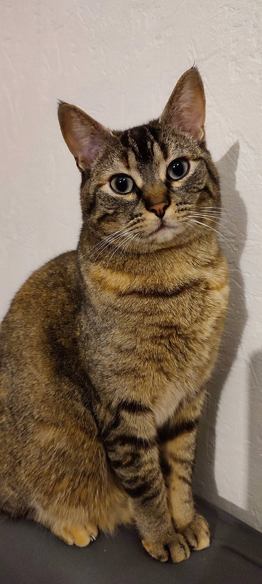 Destinée participe au concours pour gagner de l'argent avec cette photo : art, bobcat, carnivore, cat, domestic_short_haired_cat, felidae, fur, iris, lynx, small_to_medium_sized_cats, snout, tail, terrestrial_animal, whiskers, wildlife