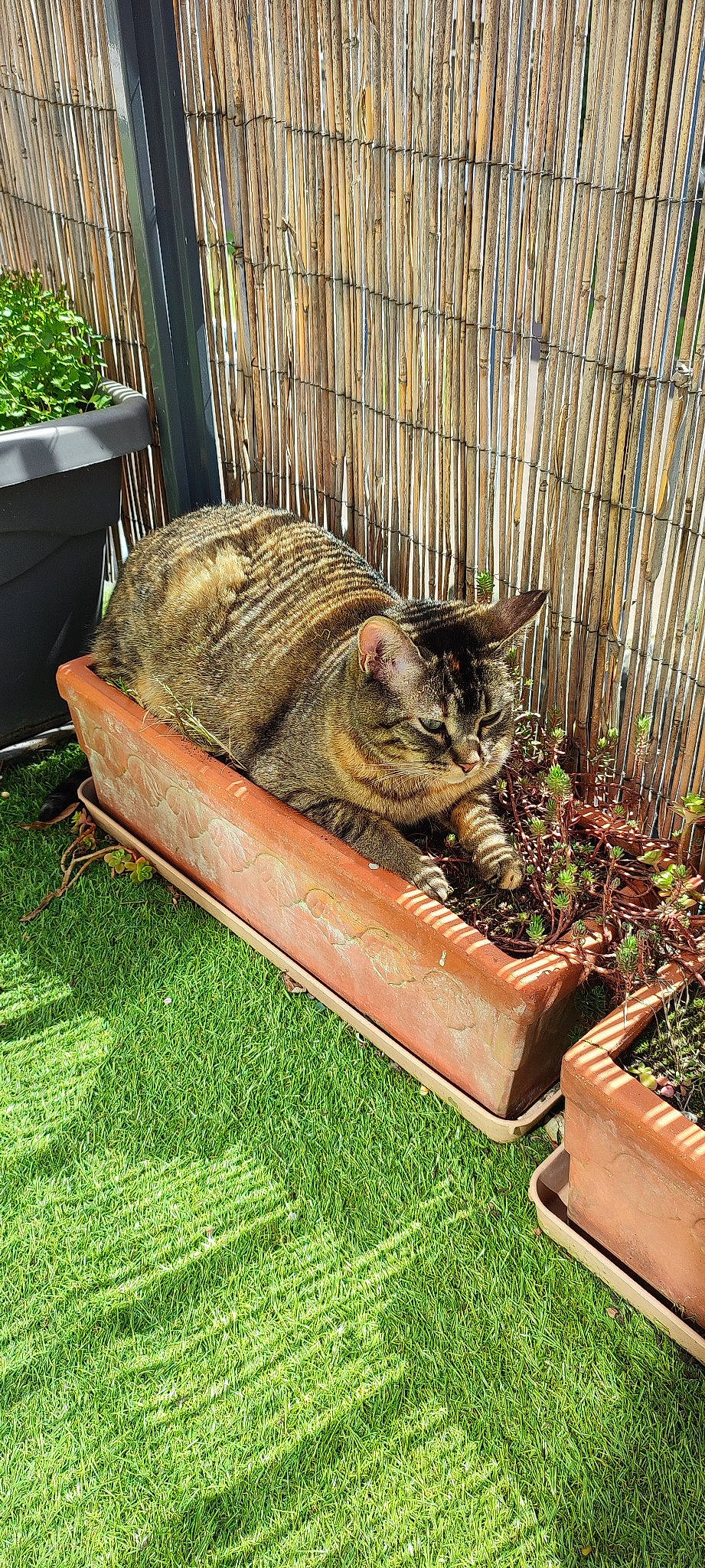 Destinée a rejoint le concours — aidez-le/la à gagner de superbes lots ! animal_shelter, cage, carnivore, cat, domestic_short_haired_cat, fawn, felidae, fence, flowerpot, fur, grass, houseplant, pet_supply, plant, small_to_medium_sized_cats, snout, tail, terrestrial_animal, whiskers, wood