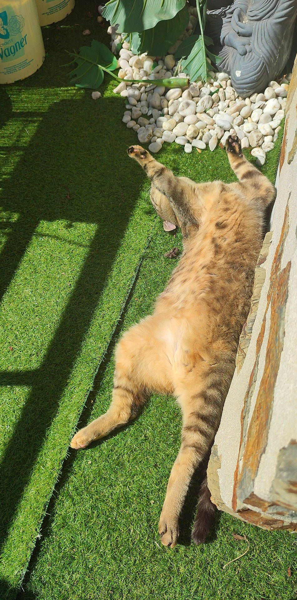 Destinée a rejoint le concours — aidez-le/la à gagner de superbes lots ! big_cats, carnivore, cat, claw, domestic_short_haired_cat, fawn, felidae, fur, grass, groundcover, paw, plant, small_to_medium_sized_cats, tail, terrestrial_animal, tree, trunk, whiskers, wildlife, wood