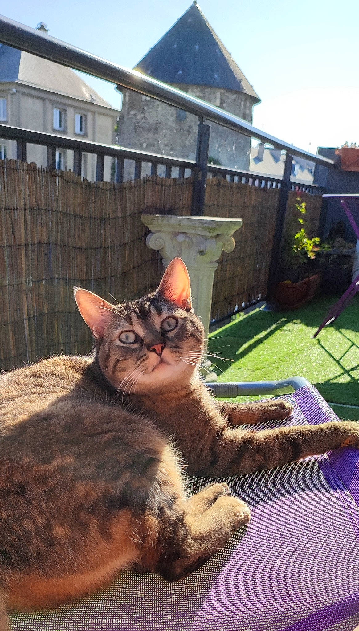 Destinée a rejoint le concours — aidez-le/la à gagner de superbes lots ! building, carnivore, cat, domestic_short_haired_cat, fawn, felidae, fence, fur, grass, paw, plant, sitting, sky, small_to_medium_sized_cats, snout, tail, terrestrial_animal, whiskers, window, wood