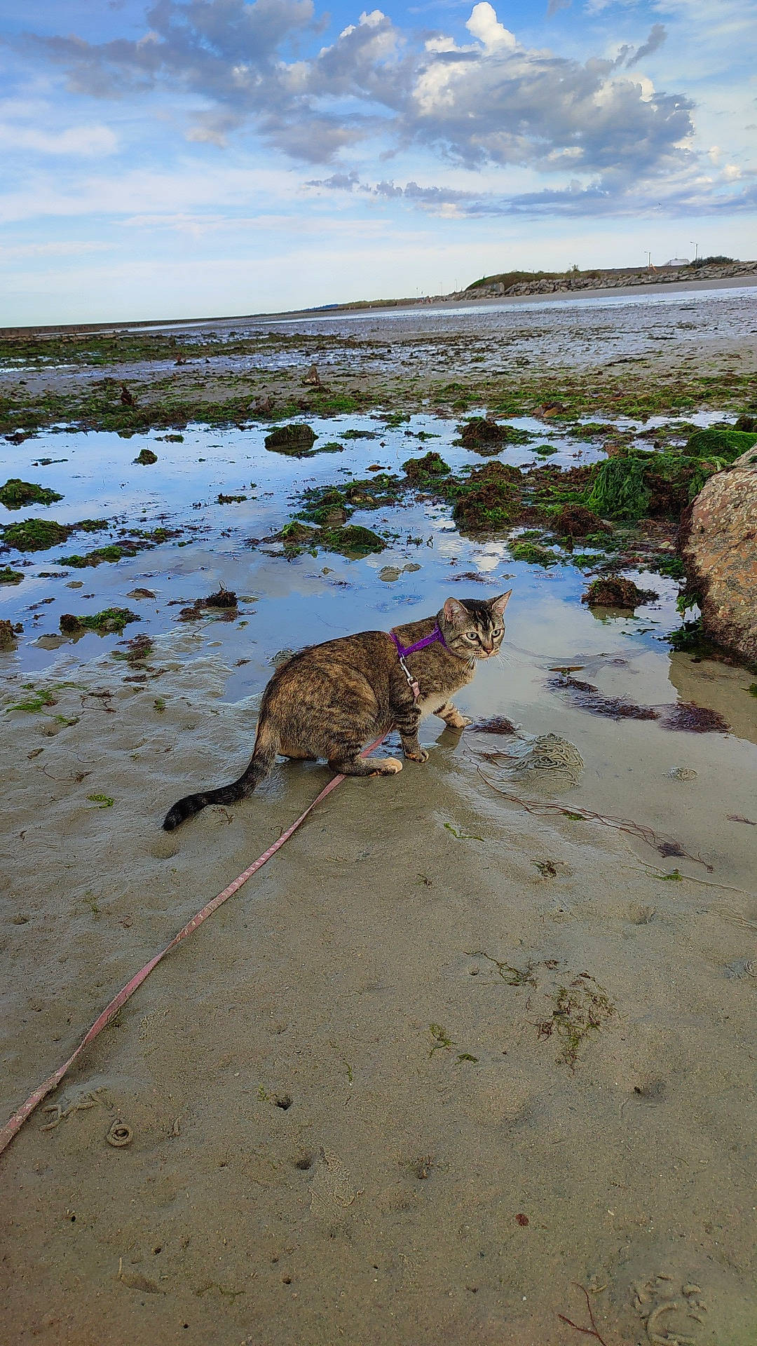 Destinée a rejoint le concours — aidez-le/la à gagner de superbes lots ! beach, canidae, carnivore, cloud, coast, coastal_and_oceanic_landforms, fawn, felidae, horizon, landscape, natural_environment, ocean, rock, sand, shore, sky, tail, terrestrial_animal, water, wildlife