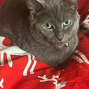 Ghost is registered to the contest to win money with this photo: animal, bell, cat, close_up, collar, cozy, cute, domestic_cat, ears, feline, fur, gray_cat, green_eyes, indoor, looking, patterned_blanket, pet, red_blanket, resting, whiskers