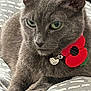 Ghost joined the competition — help win amazing prizes! cat, gray_cat, pet, animal, collar, poppy, heart_charm, close_up, fur, whiskers, green_eyes, paw, resting, indoor, blanket, patterned_blanket, cute, feline, mammal, domestic_cat