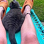 Ghost joined the competition — help win amazing prizes! cat, gray_cat, legs, feet, sandals, outdoor_chair, turquoise, grass, relaxation, summer, pet, animal, furry, tail, anklet, human, skin, nature, daylight, leisure