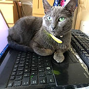 Ghost is registered to the contest to win money with this photo: cat, gray_cat, green_eyes, laptop, keyboard, indoor, furniture, wooden_furniture, pet, domestic_animal, animal, resting, close_up, cozy, electronics, computer, technology, home, fluffy, relaxed