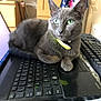 cat, gray_cat, green_eyes, laptop, keyboard, indoor, furniture, wooden_furniture, pet, domestic_animal, animal, resting, close_up, cozy, electronics, computer, technology, home, fluffy, relaxed
