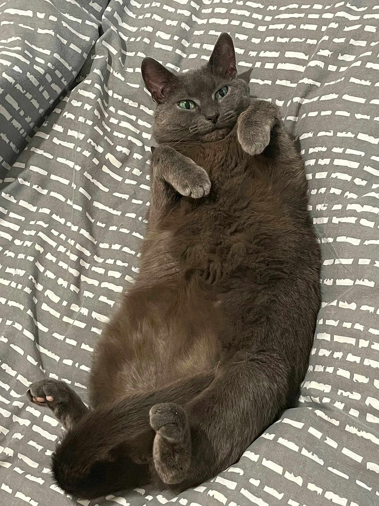 Ghost is registered to the contest to win money with this photo: cat, gray_cat, pet, animal, feline, cute, relaxed, lying_down, bed, blanket, soft, fur, whiskers, paws, indoor, resting, cozy, sleepy, domestic_animal, close_up