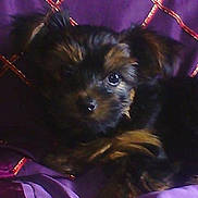 Lina participe au concours pour gagner de l'argent avec cette photo :