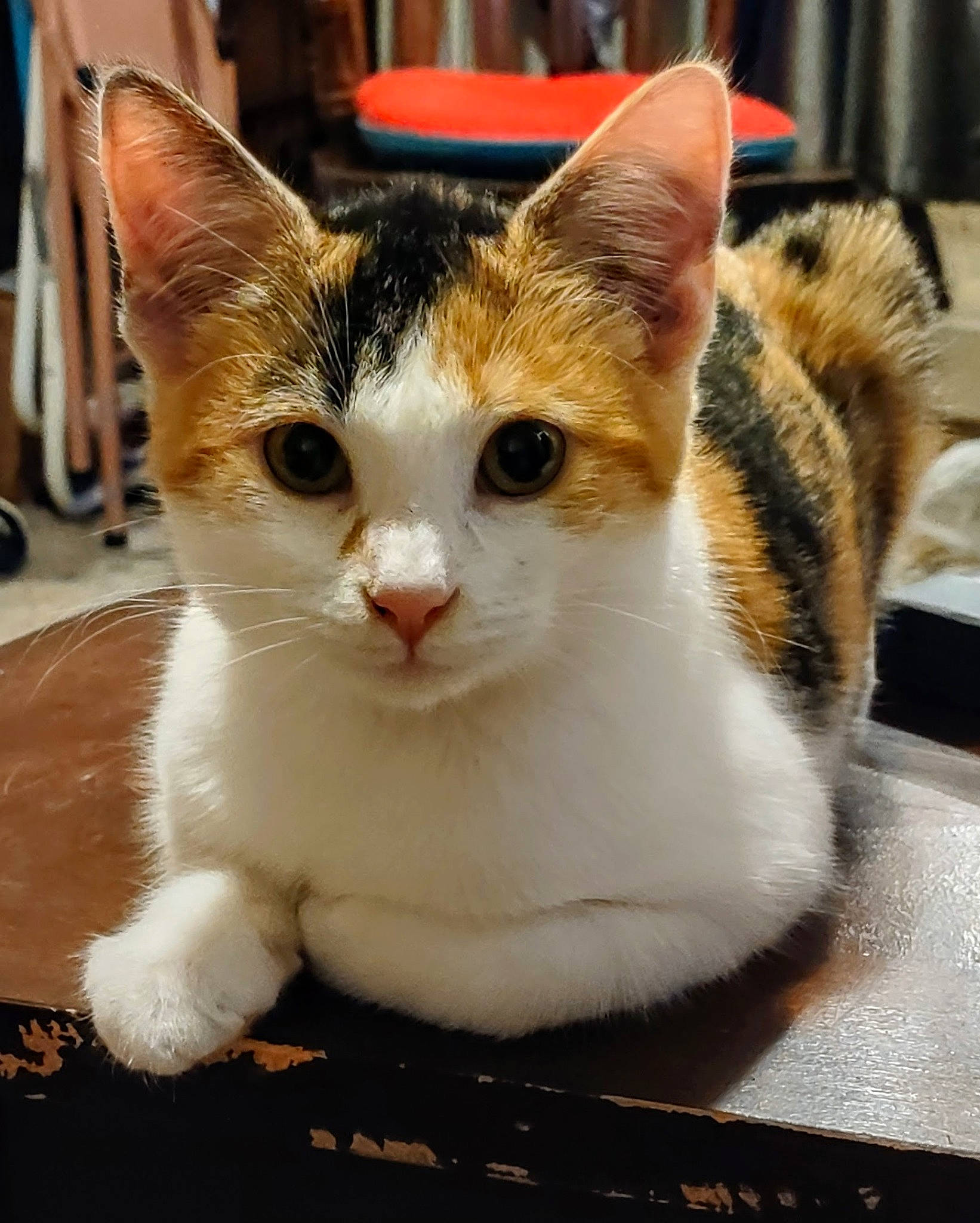 Mint is registered to the contest to win money with this photo: carnivore, cat, collar, domestic_short_haired_cat, fawn, felidae, fur, paw, sitting, small_to_medium_sized_cats, snout, tail, whiskers, window