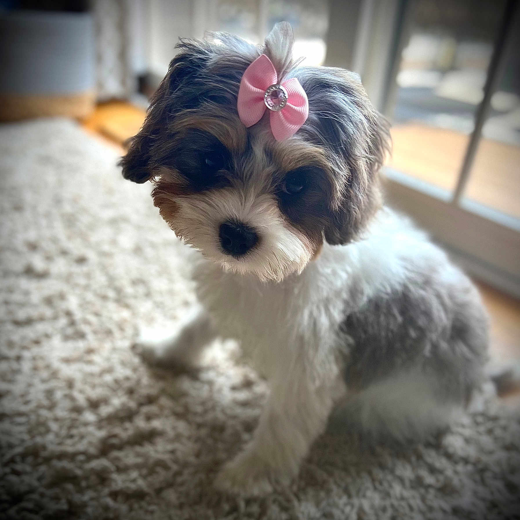 Bella joined the competition — help win amazing prizes! adorable, animal, bow, carpet, companion, cute, dog, domestic_animal, fluffy, fur, indoor, looking, pet, pink_bow, portrait, puppy, small_dog, soft_light, window, young_dog
