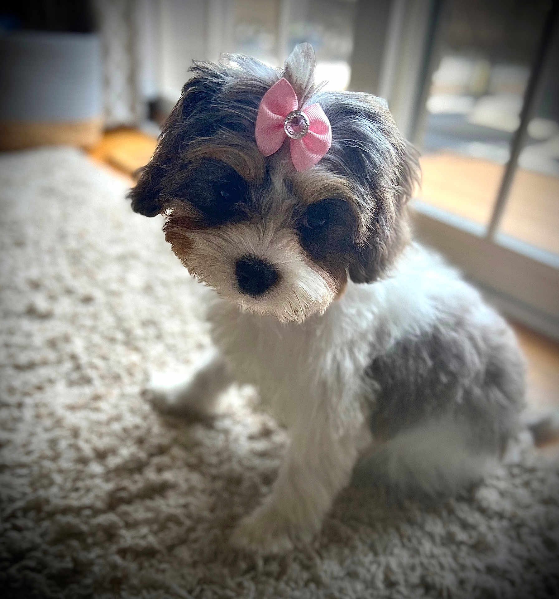 Bella joined the competition — help win amazing prizes! puppy, dog, bow, pink_bow, carpet, indoor, cute, fluffy, pet, animal, portrait, soft_light, window, young_dog, adorable, fur, small_dog, domestic_animal, companion, looking