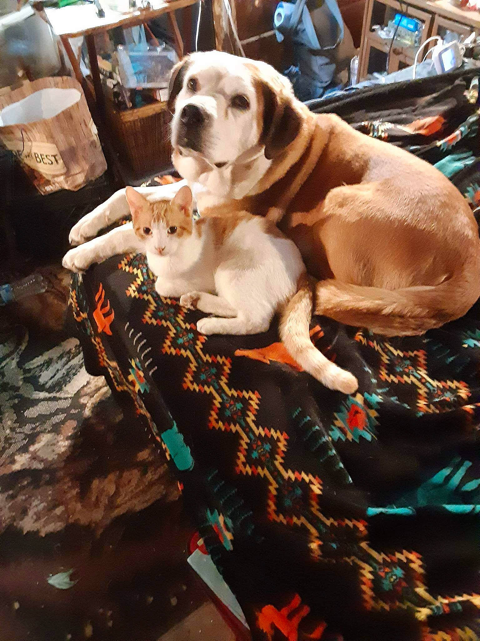 Moccasin is registered to the contest to win money with this photo: canidae, carnivore, city, collar, companion_dog, dog, dog_breed, dog_collar, fawn, felidae, flooring, fur, guard_dog, leash, leisure, plaid, retriever, sporting_group, tree, wood