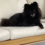 Munchkin joined the competition — help win amazing prizes! dog, black_dog, fluffy, couch, indoor, pet, animal, relaxed, furniture, living_room, calm, companion, domestic_animal, cute, canine, resting, home, soft, paw, ears