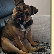 Hatchi participe au concours pour gagner de l'argent avec cette photo : dog, sitting, couch, tongue_out, pet, indoors, brown_fur, black_fur, face, ears, paw, blanket, furniture, relaxed, cute, animal, companion, home, portrait, canine