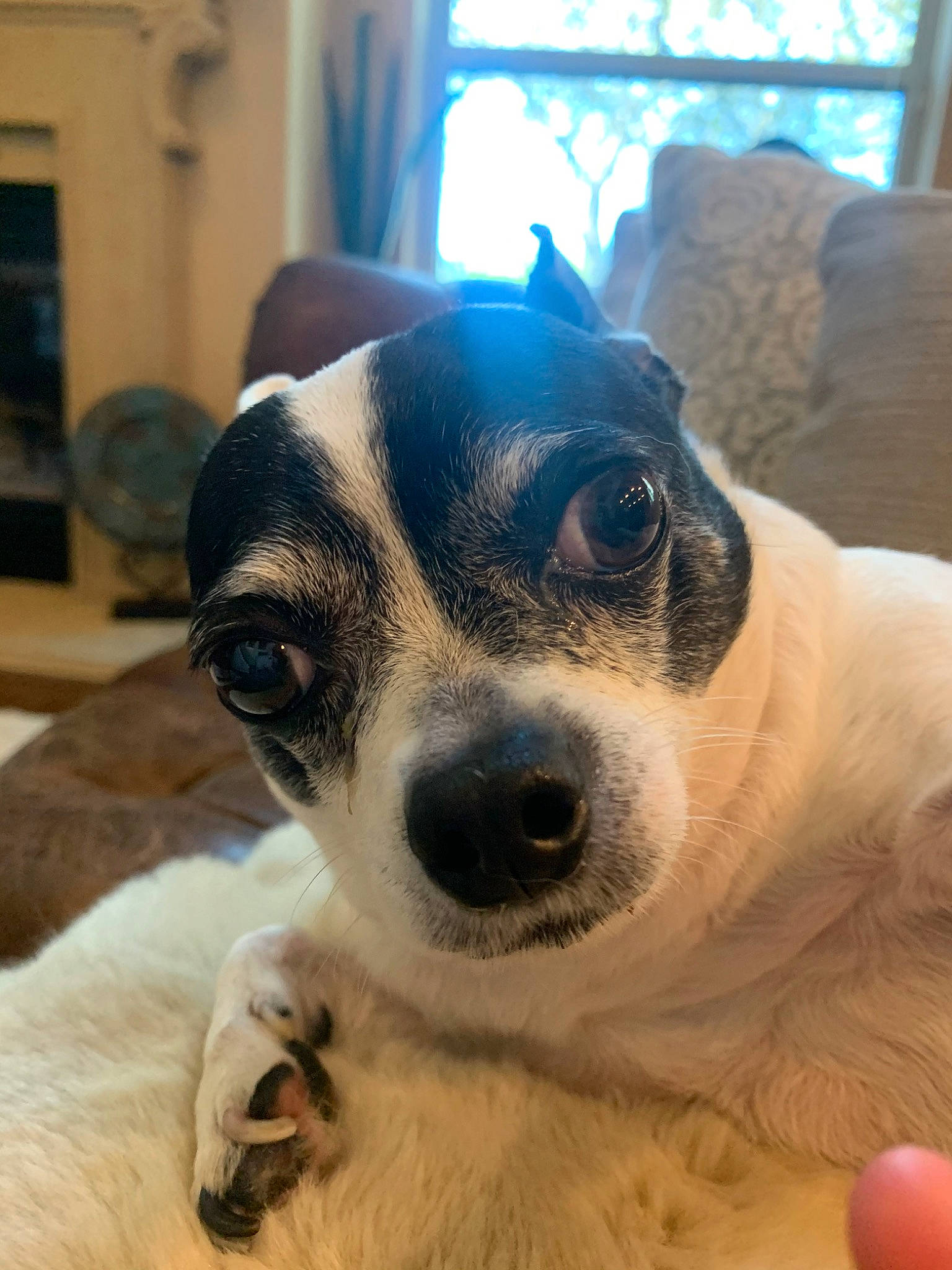 Skippy joined the competition — help win amazing prizes! canidae, carnivore, chilean_fox_terrier, companion_dog, danish_swedish_farmdog, dog, dog_breed, feist, mammal, miniature_fox_terrier, nose, puppy, rare_breed_dog, rat_terrier, ratonero_bodeguero_andaluz, snout, tenterfield_terrier, toy_fox_terrier, vertebrate, whiskers