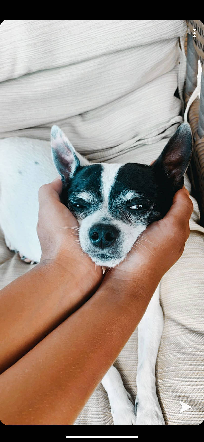 Skippy joined the competition — help win amazing prizes! boston_terrier, canidae, carnivore, chihuahua, companion_dog, dog, dog_breed, ear, fawn, mammal, miniature_fox_terrier, puppy, rare_breed_dog, rat_terrier, snout, toy_dog, toy_fox_terrier