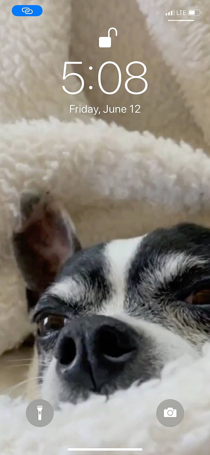 Skippy joined the competition — help win amazing prizes! canidae, carnivore, companion_dog, dog, dog_breed, ear, fur, nose, photo_caption, puppy, puppy_love, shih_tzu, snout, toy_dog, whiskers