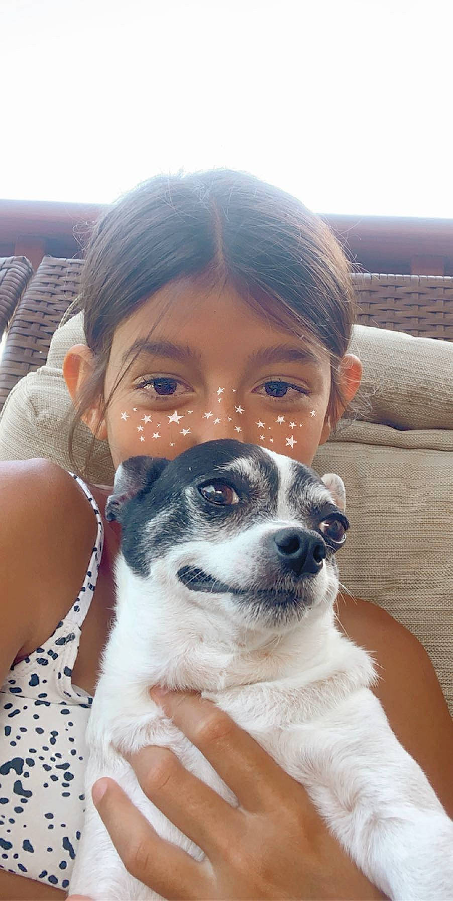 Skippy is registered to the contest to win money with this photo: canidae, carnivore, companion_dog, dog, dog_breed, head, japanese_terrier, mammal, nose, puppy, puppy_love, rare_breed_dog, rat_terrier, snout, toy_fox_terrier