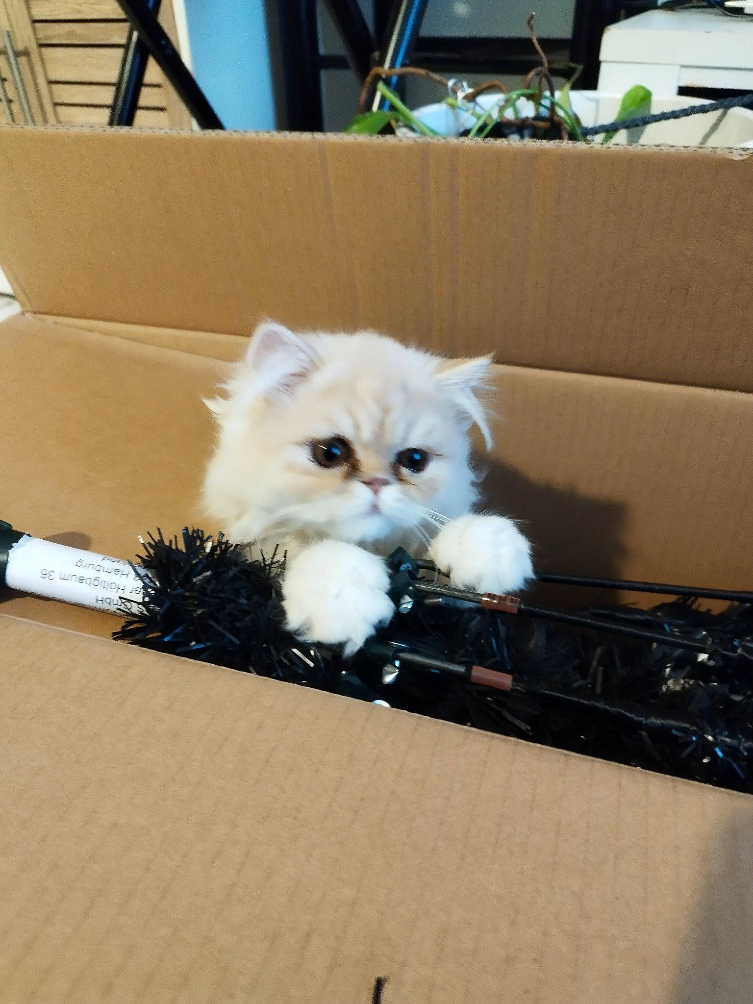 Miel a rejoint le concours — aidez-le/la à gagner de superbes lots ! art, box, carnivore, carton, cat, couch, fawn, felidae, fur, paw, plant, shipping_box, sitting, small_to_medium_sized_cats, tail, whiskers, wood