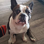 Dozer is registered to the contest to win money with this photo: dog, french_bulldog, pet, indoor, wooden_floor, sitting, looking_up, brindle, white_fur, ears_up, curious, cozy, natural_light, flooring, paw, companion, animal, domestic, cute, portrait