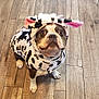 dog, costume, cow_pattern, pet, brown_and_white, floor, wooden_floor, looking_up, indoors, cute, animal, puppy, ears, face, sitting, domestic_animal, fur, expression, adorable, clothing