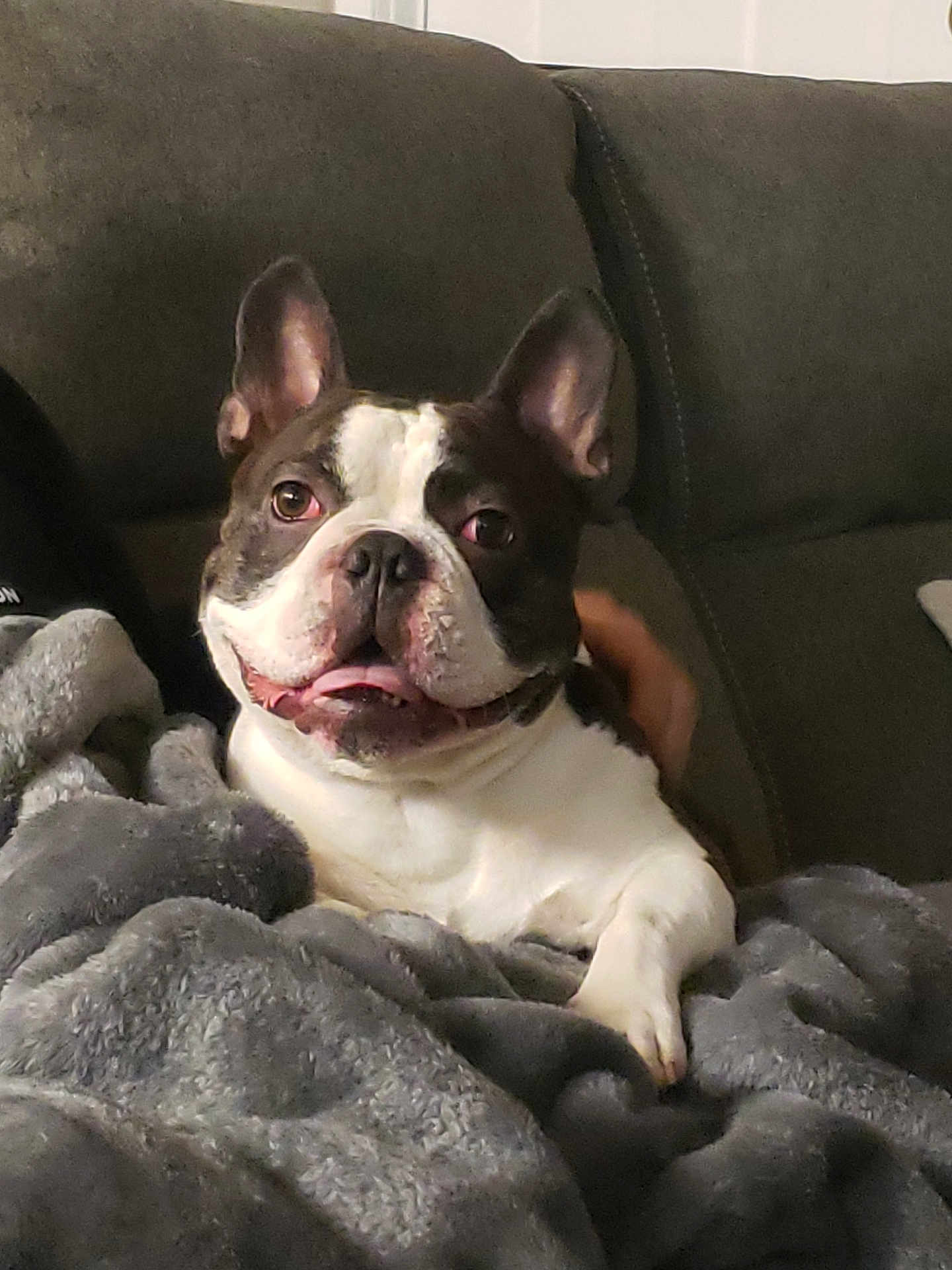 Dozer is registered to the contest to win money with this photo: dog, boston_terrier, pet, animal, blanket, couch, indoor, cozy, relaxed, tongue_out, fur, ears, face, smiling, domestic_animal, companion, cute, resting, household, comfort