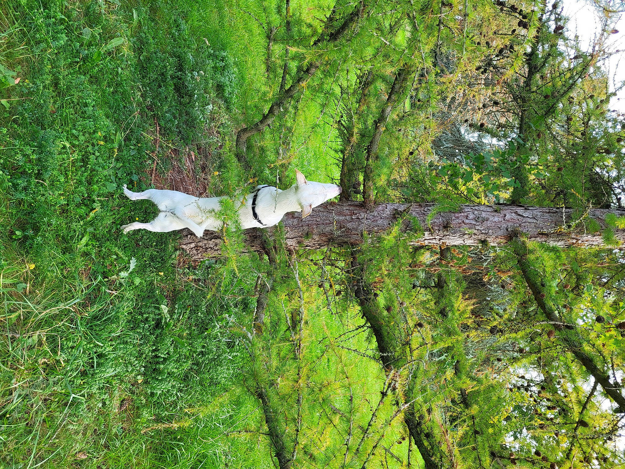 Tyson a rejoint le concours — aidez-le/la à gagner de superbes lots ! flowering_plant, forest, grass, groundcover, jungle, landscape, natural_landscape, northern_hardwood_forest, old_growth_forest, plant, plant_stem, shrub, temperate_broadleaf_and_mixed_forest, terrestrial_plant, tree, tropical_and_subtropical_coniferous_forests, trunk, twig, wood, woodland